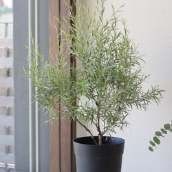 おしゃリーフ❤︎メラレウカ レプトスペルマム シルバーティーツリー