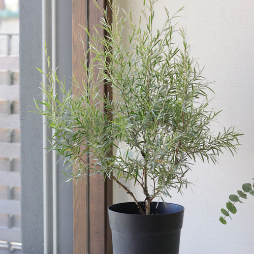 シルバーティーツリー　約190cm オージープランツ/メラレウカ　35 おしゃリーフ❤︎メラレウカ レプトスペルマム シルバーティーツリー