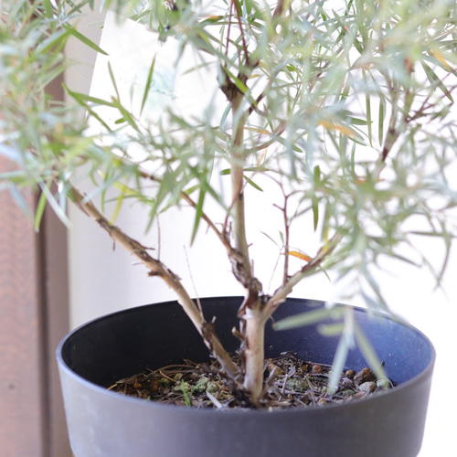 おしゃリーフ❤︎メラレウカ レプトスペルマム シルバーティーツリー