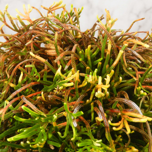 ☆ENGEI ichioki☆岩檜葉・イワヒバ「金龍」陶器鉢◇細葉品種の