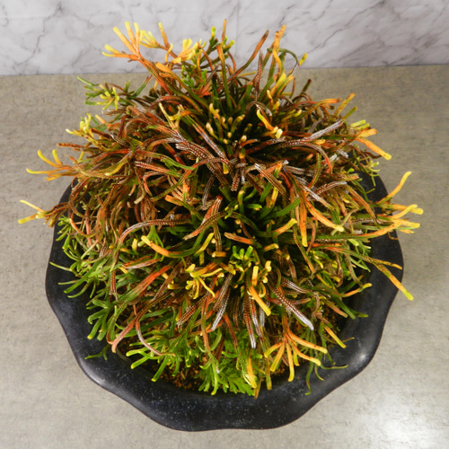 【希少】イチョウラン付岩ヒバ　イワヒバ　楕円形鉢付 楽天市場】円柱さん 資 PP-0128S-WH 4号 受皿付 陶器 鉢