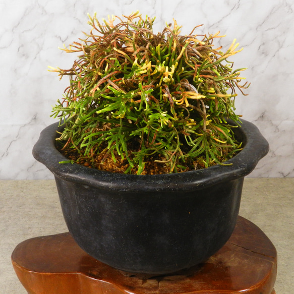 ☆ENGEI ichioki☆岩檜葉・イワヒバ「金龍」陶器鉢◇細葉品種の ☆ENGEI ichioki☆岩檜葉・イワヒバ「金龍」陶器鉢◇細葉品種の