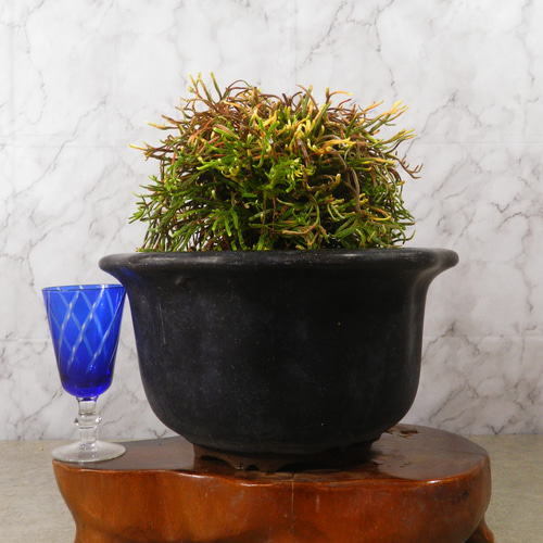 ☆ENGEI ichioki☆岩檜葉・イワヒバ「金龍」陶器鉢◇細葉品種の ☆ENGEI ichioki☆岩檜葉・イワヒバ「金龍」陶器鉢◇細葉品種の