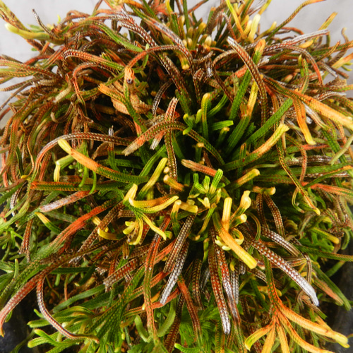 【希少】イチョウラン付岩ヒバ　イワヒバ　楕円形鉢付 ☆ENGEI ichioki☆岩檜葉・イワヒバ「金龍」陶器鉢◇細葉品種の