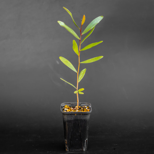 アカシア・コンフサ Acacia Confusa 苗 x1 鉢ごと 多肉植物 ちるねす