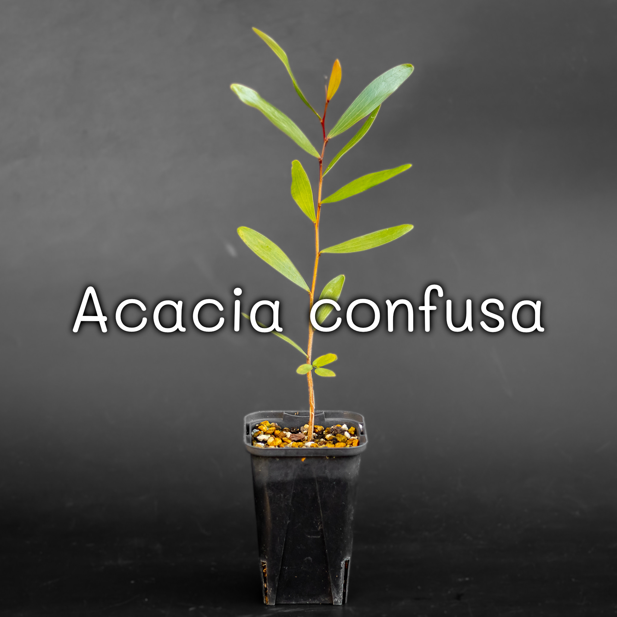 ACACIA-アカシア-('08「ACACIA」製作委員会) セル版 ACACIA-アカシア- (2008)：フォトギャラリー｜シネマトゥデイ