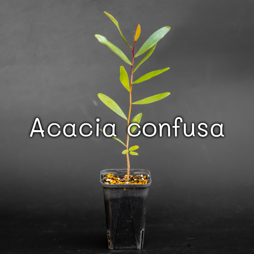 アカシア・コンフサ Acacia Confusa 苗 x1 鉢ごと 多肉植物 ちるねす