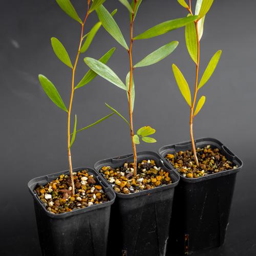 Acacia Confusa 種子 25粒+ Acacia Confusa 種子 25粒+