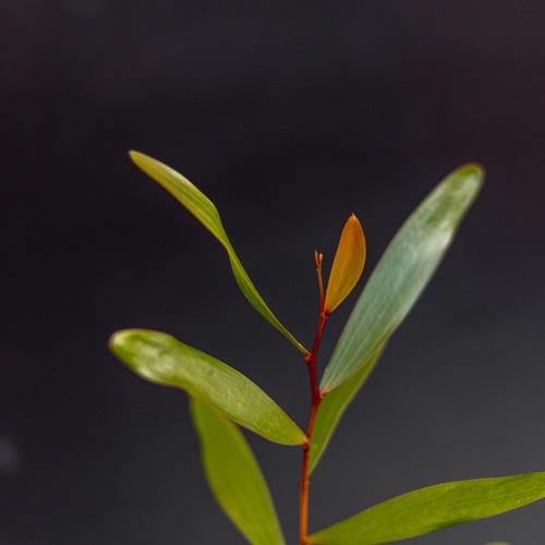 アカシア　コンフューサ アカシア・コンフサ Acacia Confusa 苗 x1 鉢ごと 多肉植物 ちるねす