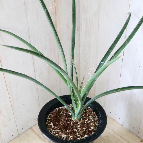 ユッカ フィリフェラ グレー鉢付き ビ*ー様 【実生】ユッカフィリ