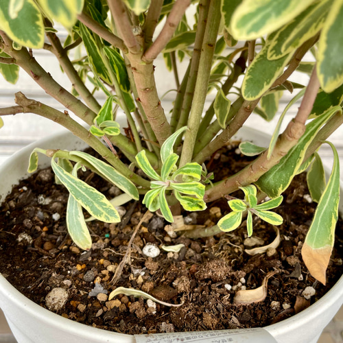 超大株 ユーフォルビア ゴールデンレインボー 7号 その他インテリア