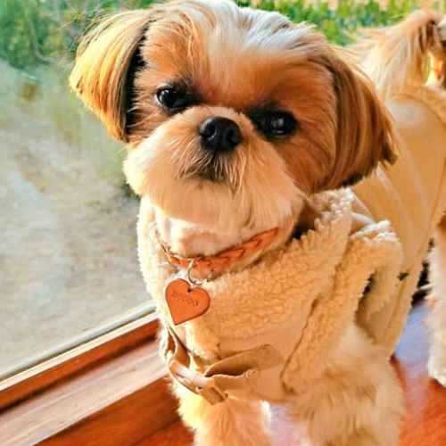 ヌメ革ナチュラル 首輪 犬用 猫用 本革 三つ編みチョーカー 名入れ無料