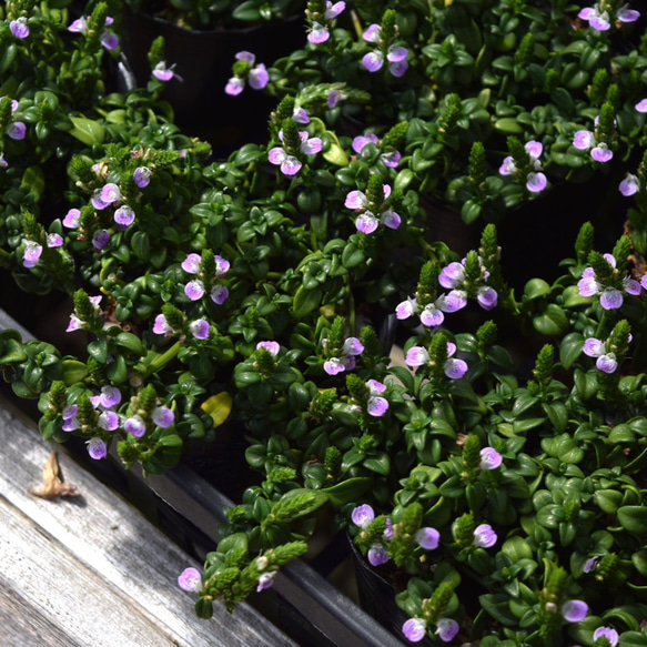 1点のみソーダライトヘキサゴンフラワーカービングネックレストップ 1点のみソーダライトヘキサゴンフラワーカービングネックレストップ