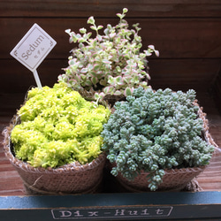 多肉植物寄せ植えセット のおすすめ人気通販 検索結果｜Creema