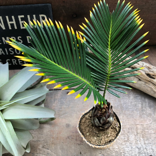 【特大】 金環蘇鉄 ソテツ 観葉植物 南国 特大】 金環蘇鉄 ソテツ 観葉植物 南国