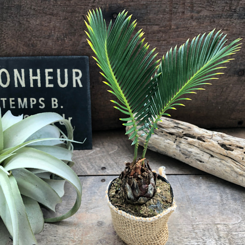 【特大】 金環蘇鉄 ソテツ 観葉植物 南国 特大】 金環蘇鉄 ソテツ 観葉植物 南国