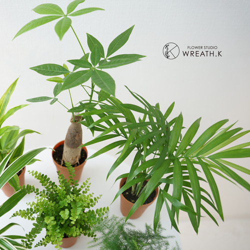 ミニ観葉植物 花のギフト社 あすつく 14時まで 観葉植物 ミニ 観葉 小さい おしゃれ