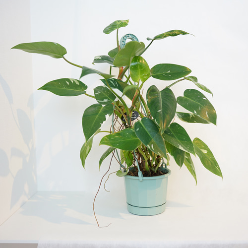 送料込み】☆斑入り・ハンギングタイプ☆フィロデンドロン ホワイト