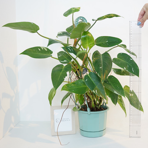 送料込み】☆斑入り・ハンギングタイプ☆フィロデンドロン ホワイト