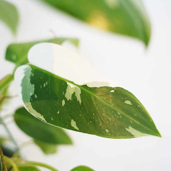 送料込み】☆斑入り・ハンギングタイプ☆フィロデンドロン ホワイト