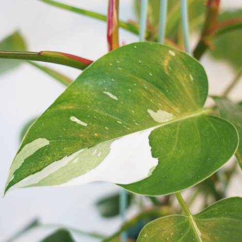 送料込み】☆斑入り・ハンギングタイプ☆フィロデンドロン ホワイト