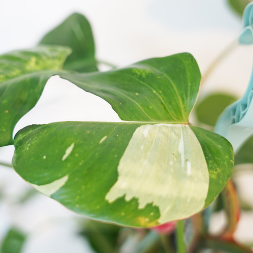 送料込み】☆斑入り・ハンギングタイプ☆フィロデンドロン ホワイト