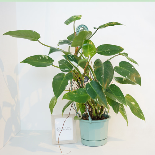 フィロデンドロン エメラルドクイーン 斑入り レア ネコポス抜き苗