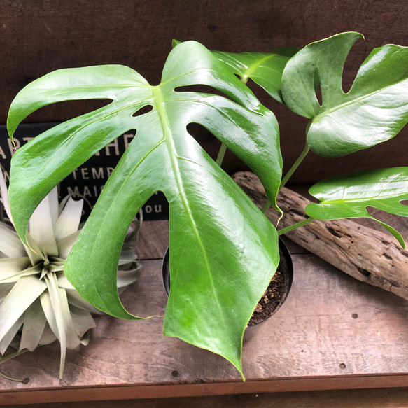 モンステラ デリシオーサ コンパクタmonsteradeliciosa compacta 矮星