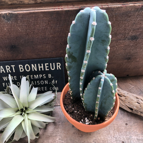 コピアポア　黒王丸　子付き　台付？ コピアポア 黒王丸 子付き 台付？ コピアポア 黒王丸 子付き 台付？ ザ