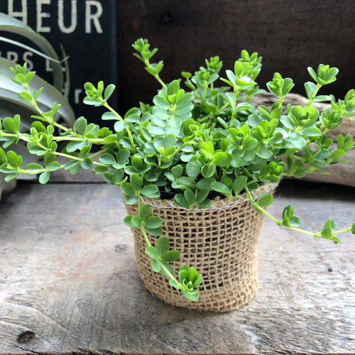 デピーナ♡ペペロミア♡観葉植物♡インテリア アートフラワー パリ