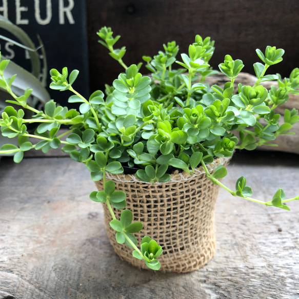 デピーナ♡ペペロミア♡観葉植物♡インテリア アートフラワー パリ