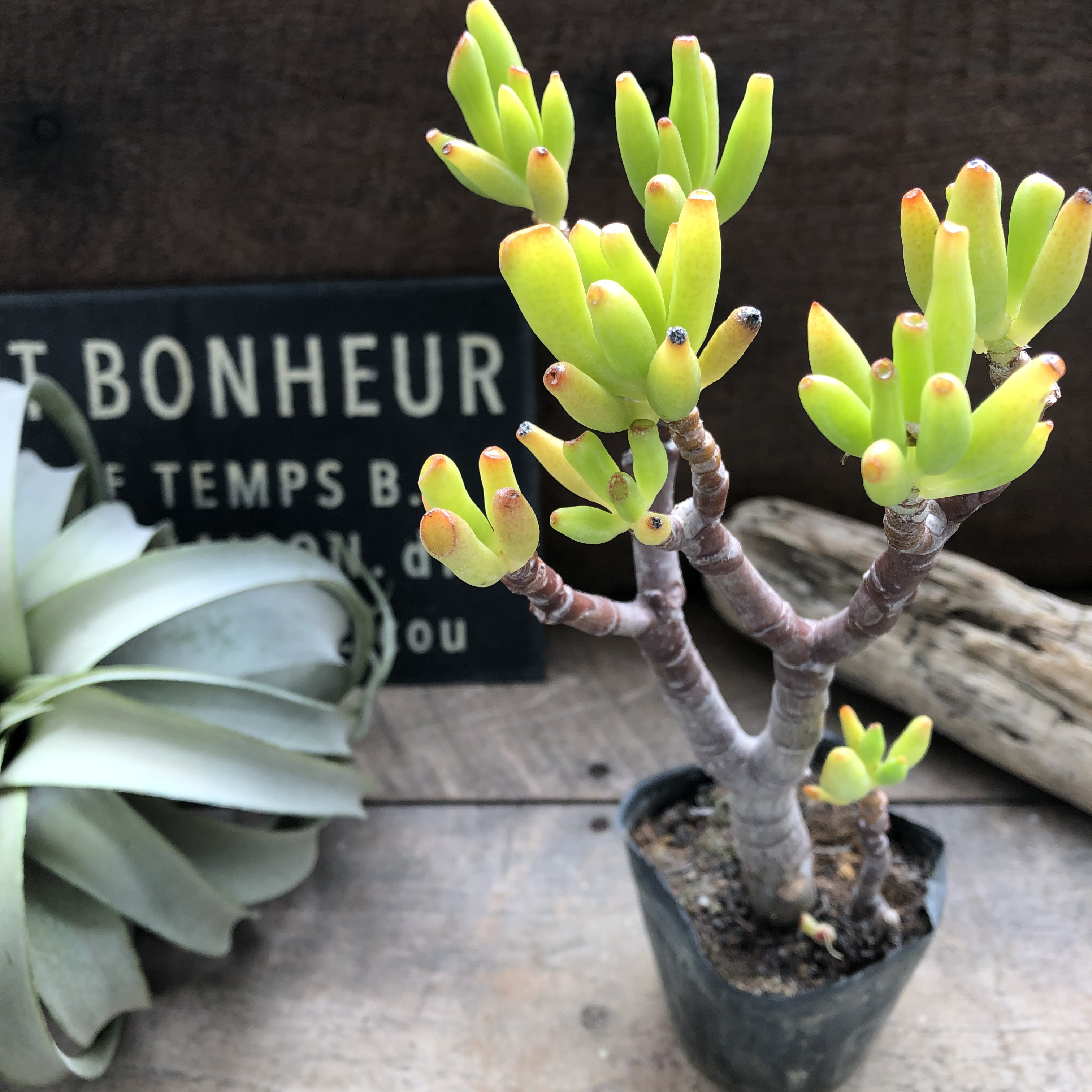 多肉植物 ゴーラム 木立 30cm以上 抜き苗 多肉植物 ゴーラム 木立 30cm以上 抜き苗