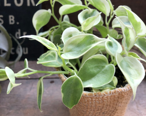 在庫1点のみ　ペペロミア　美依子　斑入り　抜き苗 51f+vTaqC5L._AC_UF1000,