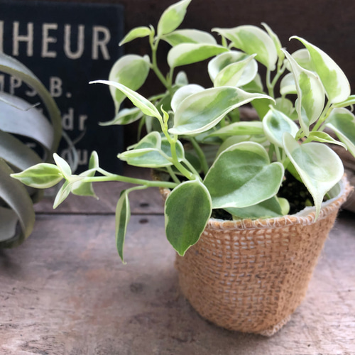 ペペロミア♡セルペンス♡斑入り ♡観葉植物 アートフラワー