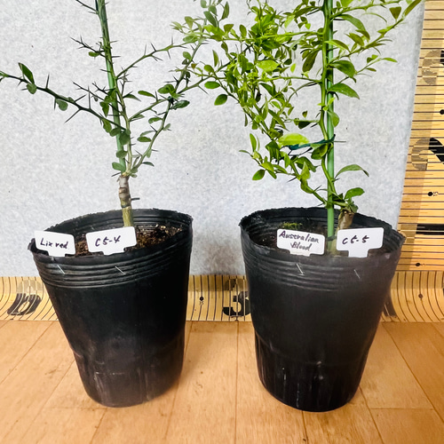 高級食材 柑橘苗フィンガーライム接木苗 育てる 5鉢セット 果肉カラー 