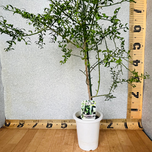 高級食材 柑橘苗 フィンガーライム接木苗/ワイルドホワイト 高級食材 柑橘苗 フィンガーライム接木苗/ワイルドホワイト