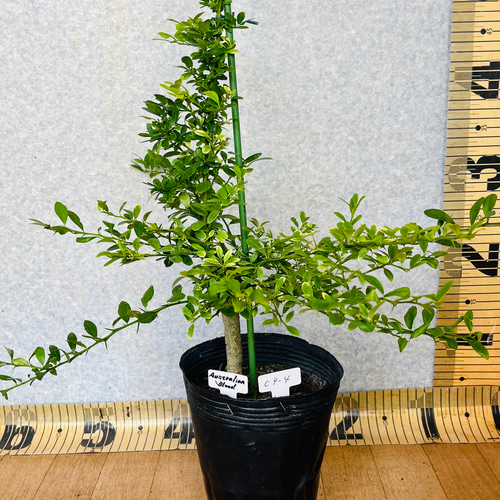 柑橘2年生　フィンガーライム接木苗／苗　5鉢まとめて　撮影品発送 柑橘苗 2年生 オーストラリアンブラッド接木苗／フィンガー
