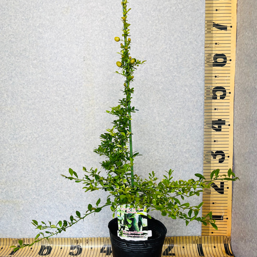 柑橘2年生　果実肥大中　オーストラリアンブラッド接木苗／苗　樹高50cm 柑橘2年生 果実肥大中 オーストラリアンブラッド接木苗／苗 樹高