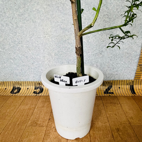撮影品発送】1年生 フィンガーライム接木苗／5鉢まとめて 4.5号