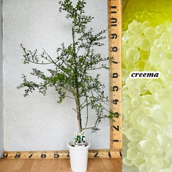 柑橘4年生　フィンガーライム接木苗／苗　8号鉢植え　果実鈴なり　撮影品のお届け 柑橘4年生 フィンガーライム接木苗／苗 8号鉢植え 果実鈴なり