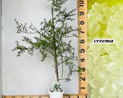 柑橘4年生　フィンガーライム接木苗／苗　8号鉢植え　果実鈴なり　撮影品のお届け 柑橘4年生 フィンガーライム接木苗／苗 8号鉢植え 果実鈴なり