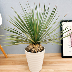 ロストラータ　ユッカ　７号　タイ輸入 ロストラータ ユッカ 7号 タイ輸入