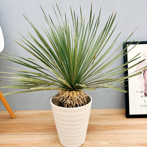観葉植物 気安 ユッカロストラータ 観葉植物 気安 ユッカロストラータ