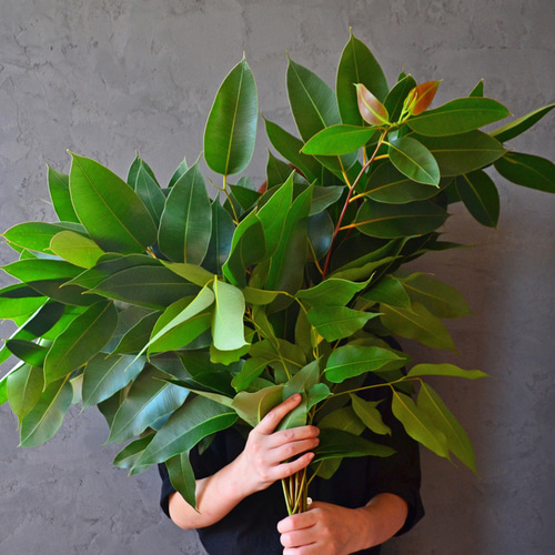 希少ロング/ユーカリ/ロブスター/フレッシュ/切り花/花材  