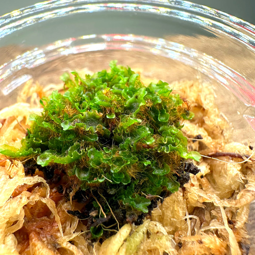 即購入OK］Willinckii dwarf OMG前葉体［育成ガイド付］ 多肉植物