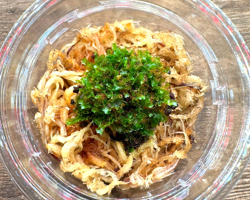 即購入OK］Willinckii dwarf OMG前葉体［育成ガイド付］ 多肉植物