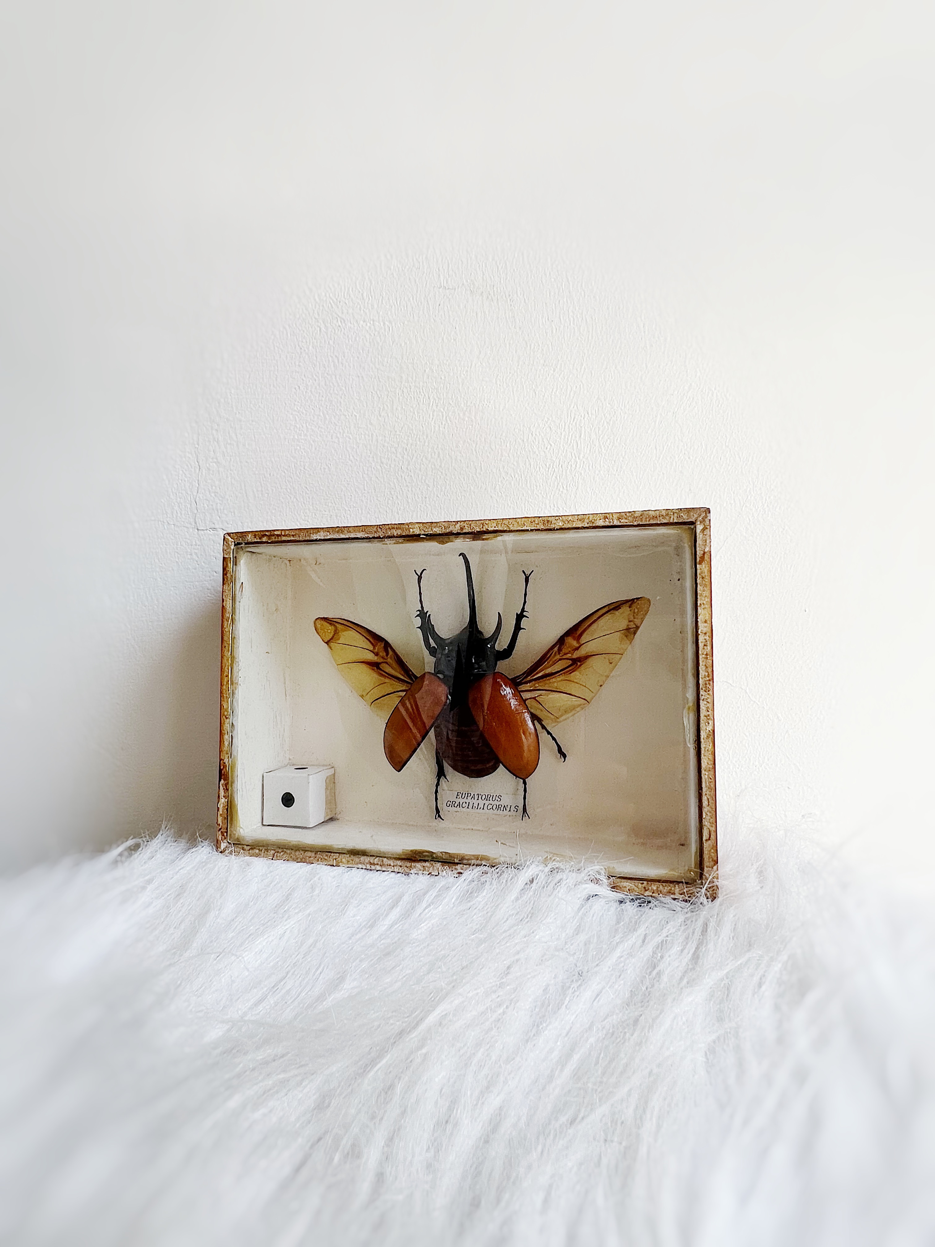 ビュッフェ 昆虫シリーズ「タイコウチ」 絵画 版画 リトグラフ