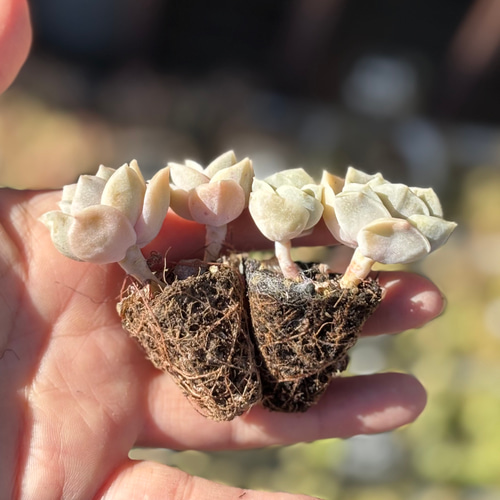 SALE】ラブリーローズ 4頭 エケベリア 韓国苗 多肉植物 多肉植物