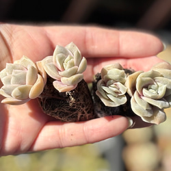 SALE】ラブリーローズ 4頭 エケベリア 韓国苗 多肉植物 多肉植物