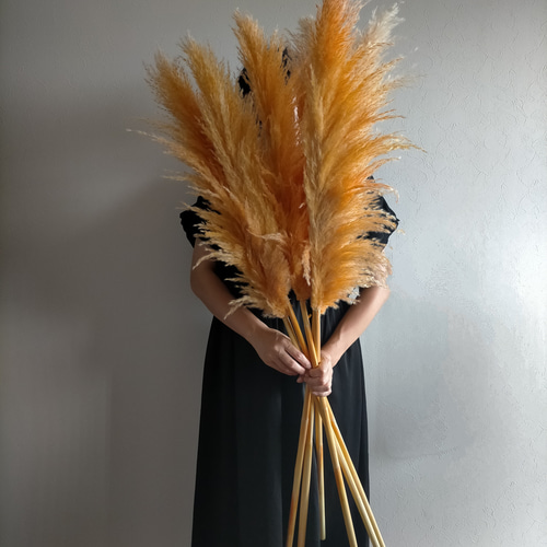 新色入荷！ 選べるカラーパンパスグラス 3本セット ドライフラワー